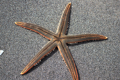 A picture of a starfish. The word starfish is a misnomer because a starfish is an echinoderm.